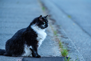 portrait of a cat cover in black with white chest and blue eyes standing on the street looking at right 