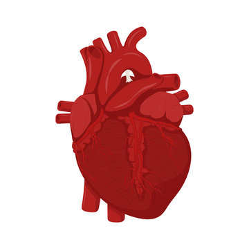 Human heart anatomy. Medical science vector illustration. Education illustration