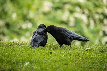 crow cleaning the feather of its young on the grass