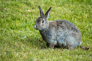 side portrait of grey rabbit on the grassy filed