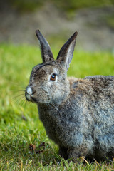 close up portrait of grey rabbit on the grassy filed