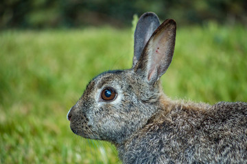close up portrait of grey rabbit on the grassy filed