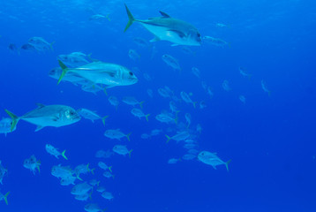 Fototapeta na wymiar A school of horse eyed jacks cruise through the warm water of the Caribbean Sea near Grand Cayman. The tropical reef fish hang out in groups and can often be found circling one area