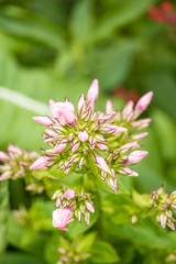 branch willed with tiny pink flowers with blurry green background