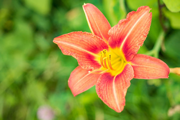 red day-lily flower with yellow stamens under green bakcground