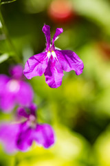 butterfly like purple flower under the sun with green background