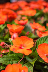 red Impatiens flower filed under the sun - 211211629