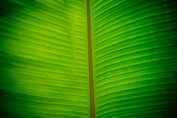 Green leaves natural background wallpaper, leaf texture, green leaves wall background