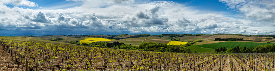 Fototapeta na wymiar Vineyards in the Chablis region of Burgundy, France