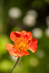 single beautiful red flower under the sun with creamy green background