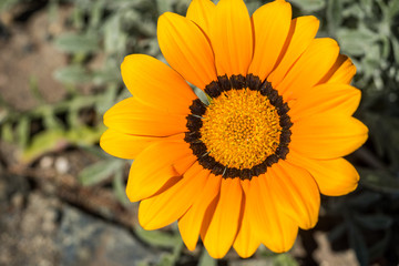 yellow daisy with black circle near the stamen under the sun