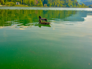 View of the lake of Bled in Slovenia with a Mallard duck swimming