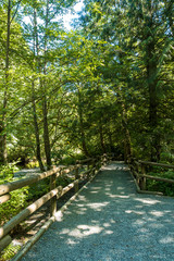 rocky rock with wooden railing inside forest