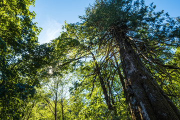 tall trees with green leaves under the blue sky in a sunny day