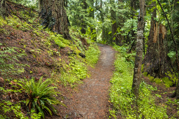 Fototapeta na wymiar trail near the slope in the forest under the rain.