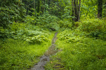 small and muddy path in the forest under the rain.