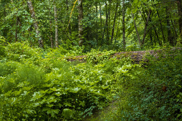 old forest with trees covered in green mosses and fallen trunk covered by grasses.
