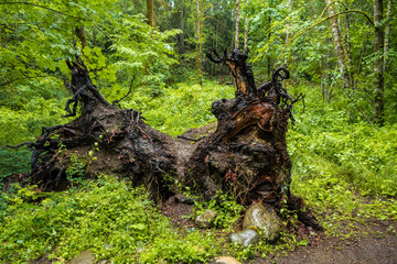 Fototapeta na wymiar huge brown tree trunk with exposed roots inside forest on a raining day