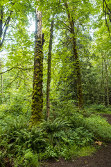old forest with trees covered in green mosses