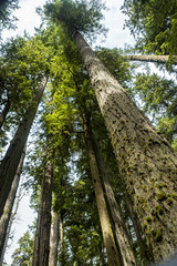 Towering giant trees in the forest