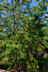 Fototapeta na wymiar Cherry tree with ripe red cherries in orchard