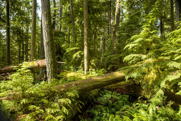 lush forest with tree trunks laying around covered with green mosses