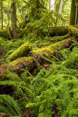 old forest with fern covered ground and tree trunks covered with mosses