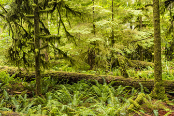 Fototapeta premium trees with moss covered trunk and lycan's beard plant wrapped branches