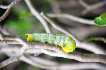 Caterpillar of oleander hawk moth