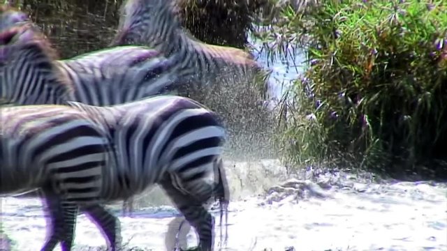 Herd of Zebra running out of water