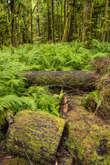 Fototapeta premium old forest covered with fern and tree trunks covered with green mosses