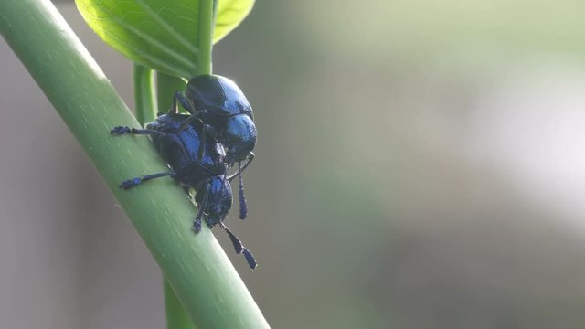 flea beetles are going to mate on the tree branch