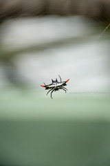 Red horned spider, Norfolk Island  Australia