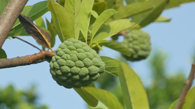 young Sugar-apple fruits shaking on the tree under the blue sky