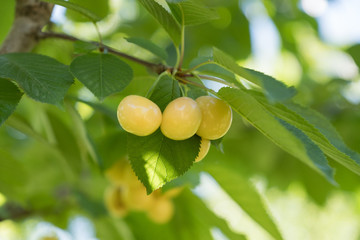 yellow cherries and leaves in the tree