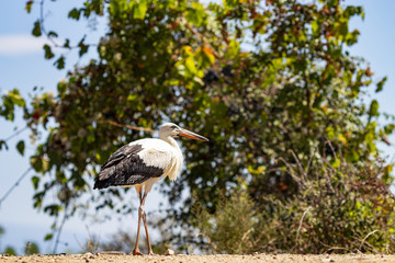 Close picture of a friendly European white stork near Lake Kerkini, Greece