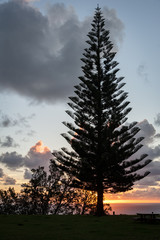 Norfolk Pine at sunset on the Norfolk Island coast