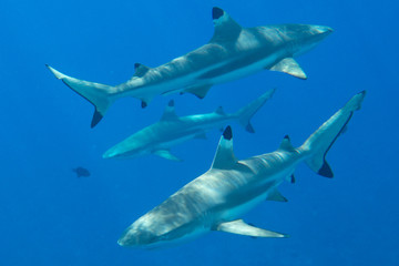 Black Tip Reef Sharks