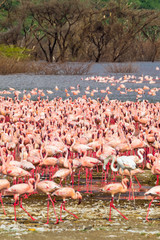Naklejka na ściany i meble A large pink flock on the shore of Lake Baringo. Kenya, Africa