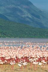 Fototapeta premium Flock of flamingos on Lake Baringo. Kenya, Africa