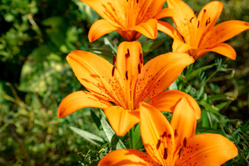 Fototapeta premium Trumpet lily blooming in the garden