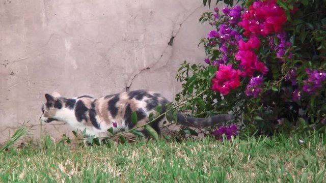 Two Cats Playing on the Ground, Los Angeles