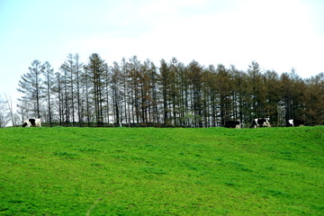 Fototapeta na wymiar 北海道美瑛町十勝岳山麓の牧場の風景