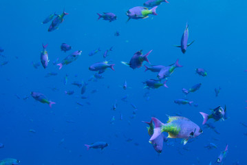 A school of blue chromis swimming around in the open water above a reef. These fish enjoy the warm water that is typical in the Caribbean Sea