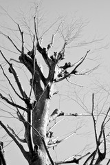 街路樹のオブジェ
