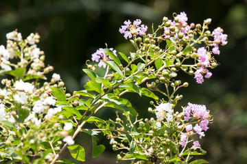 Close up Pink mix white Tabebuia rosea blossom