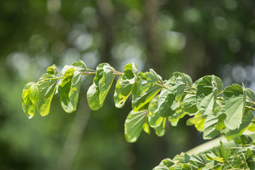 Green leaf of  Bauhinia flower