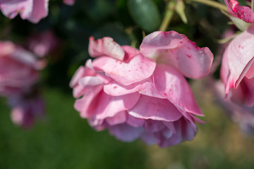 Fototapeta premium Blooming beautiful colorful rose in floral background