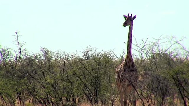 Giraffe Chomping Down a Vegetarian Delight