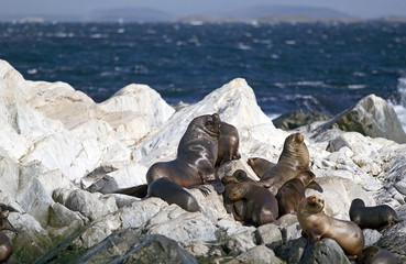 Sea lions on the island in Beagle Channel, Argentina